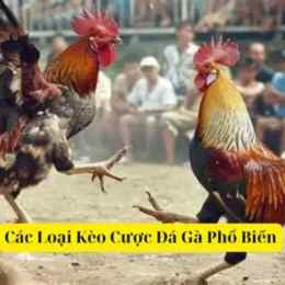 kèo đá gà new88