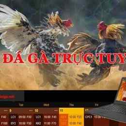 kèo đá gà trực tuyến