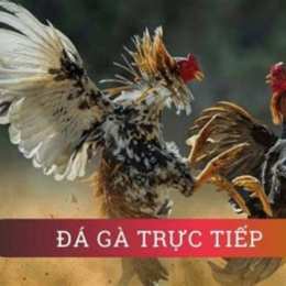 kinh nghiệm đá gà cựa dao