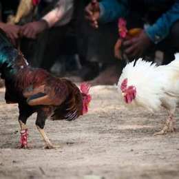 kinh nghiệm đi đá gà cựa dao