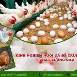 kinh nghiem nuoi ga da