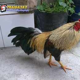 ky thuat chon ga da hay