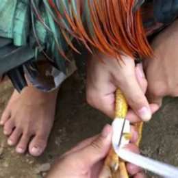 lên cựa gà đá