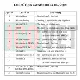 lịch gà đá