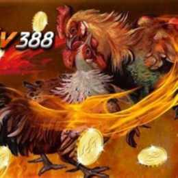 lien he da ga sv388 gold