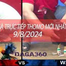 live đá gà trực tiếp thomo