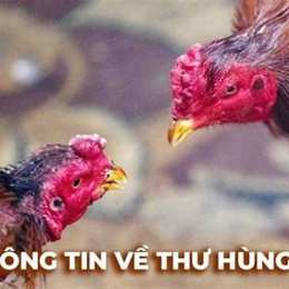 lối đá của gà thư hùng kê