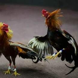 lối đá gà jap