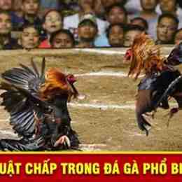 luật chấp trong đá gà tre