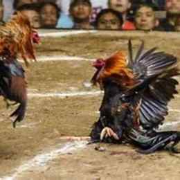 mang da ga truc tuyen