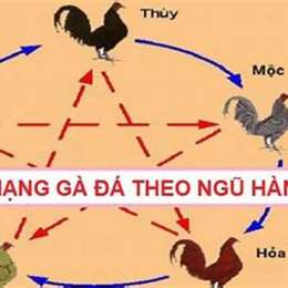 mao mang ga da hom nay