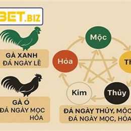 màu mạng gà đá theo ngày noc88top.com