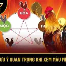mệnh gà đá
