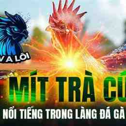 mít tra cứu đi đá gà