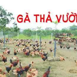 mô hình nuôi gà nòi đá