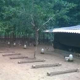 mô hình trang trại nuôi gà đá