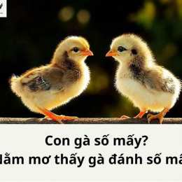 mơ thấy gà đá