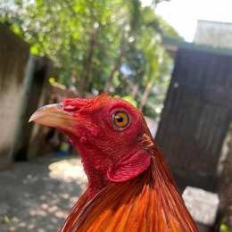 mua ban ga da kien giang
