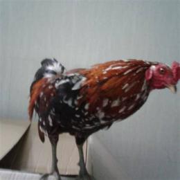 mua ban ga da q11