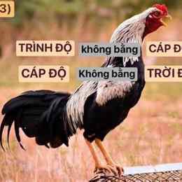mua ban ga da soc trang