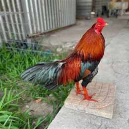 mua bán gà đá tại cần thơ