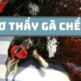 nằm mơ thấy đá gà bị công an bắt