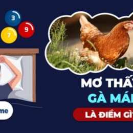 nằm mơ thấy đá gà đánh số may