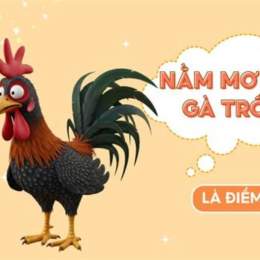 nằm mơ thấy gà trống đá nhau