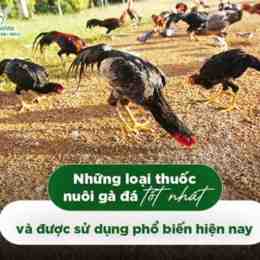 nam nguyen thuoc ga da