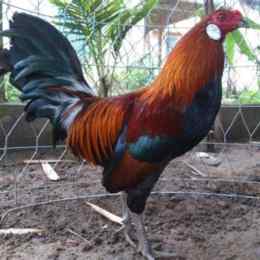 ngày kỷ mão đá gà gì