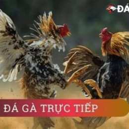 ngay mai da ga mau gi hop