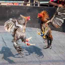 những con gà đá hay