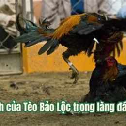 những trận đá gà bạc tỷ