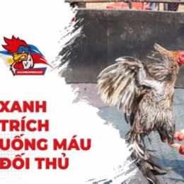 những trận đá gà xanh trích thomo