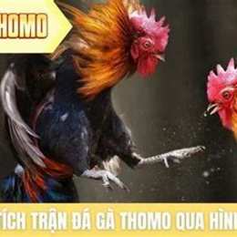 những trận gà đá thomo của anh phúc