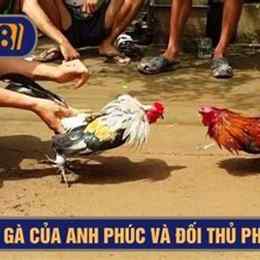 những trận gà trích sừng đá