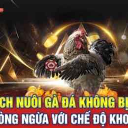 nuôi gà đá có bị bắt không