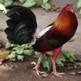nuoi ga da lam giau