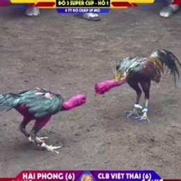 ô taxi đá với gà thái