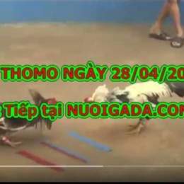 phim đá gà hôm nay