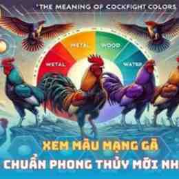 sạch xem màu mạng gà đá