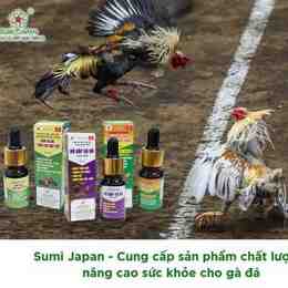 sản phẩm đá gà tại jun88