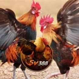 sv388 trang đá gà tốt nhất việt nam