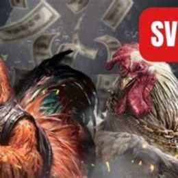 sv88 casino đá gà
