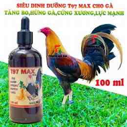 t97 cho gà đá