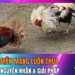 tại đá gà trên mạng