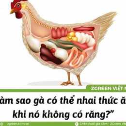 tại sao trong dạ dày cơ của gà lại có sỏi