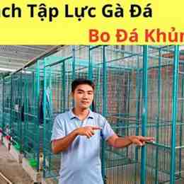 tập thể lực cho gà đá