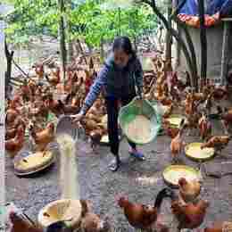 thuc an ga da cua sat