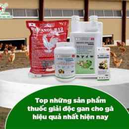 thuoc doping cho ga da